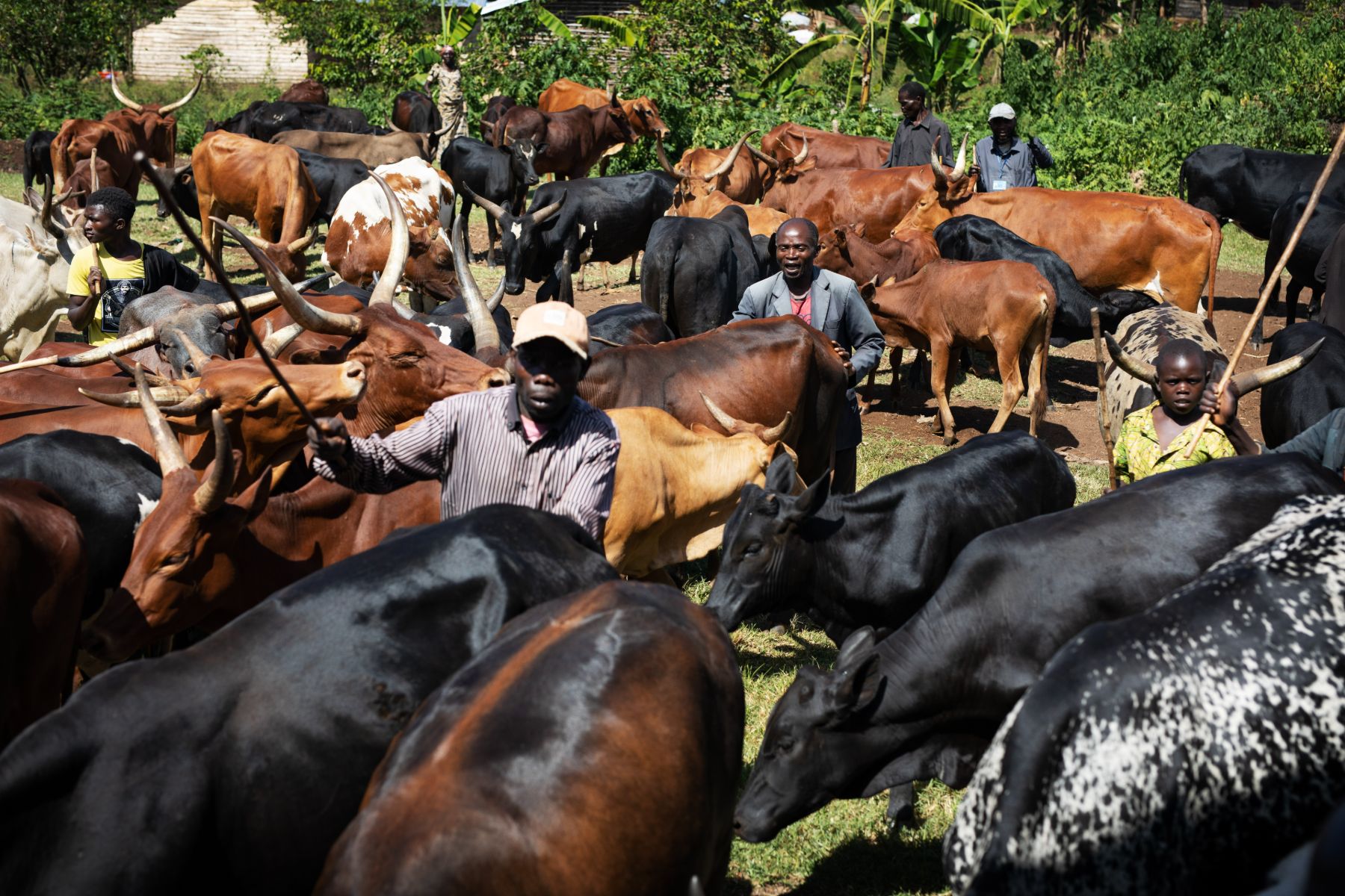 One Health Approach in South Kivu — 20