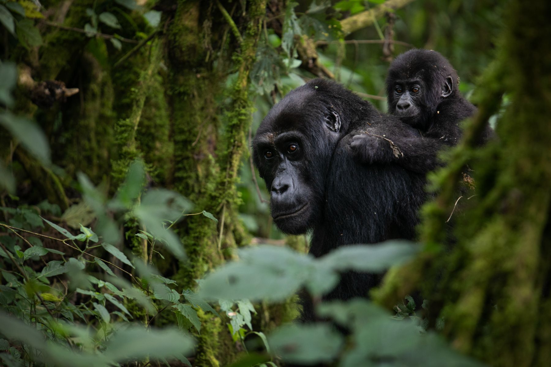 One Health Approach in South Kivu — 4
