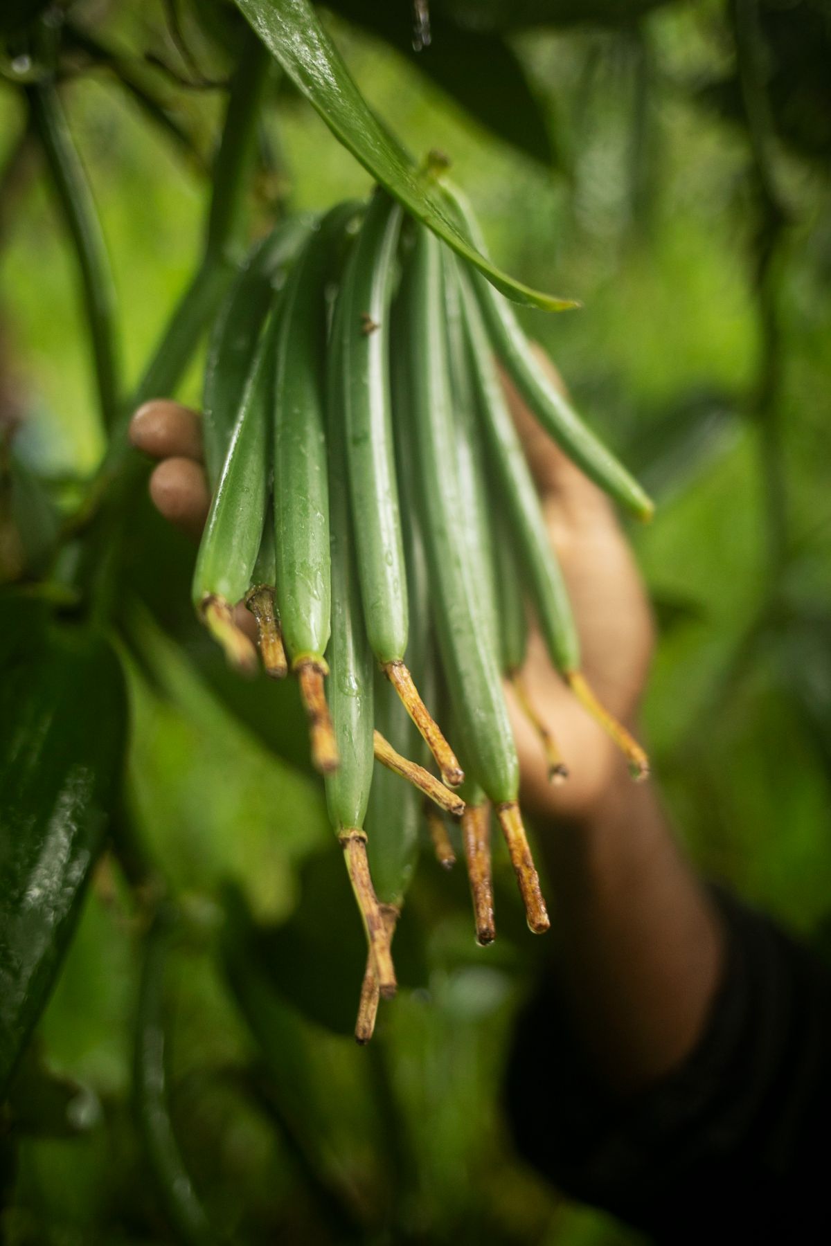 Towards Sustainable Vanilla — 4
