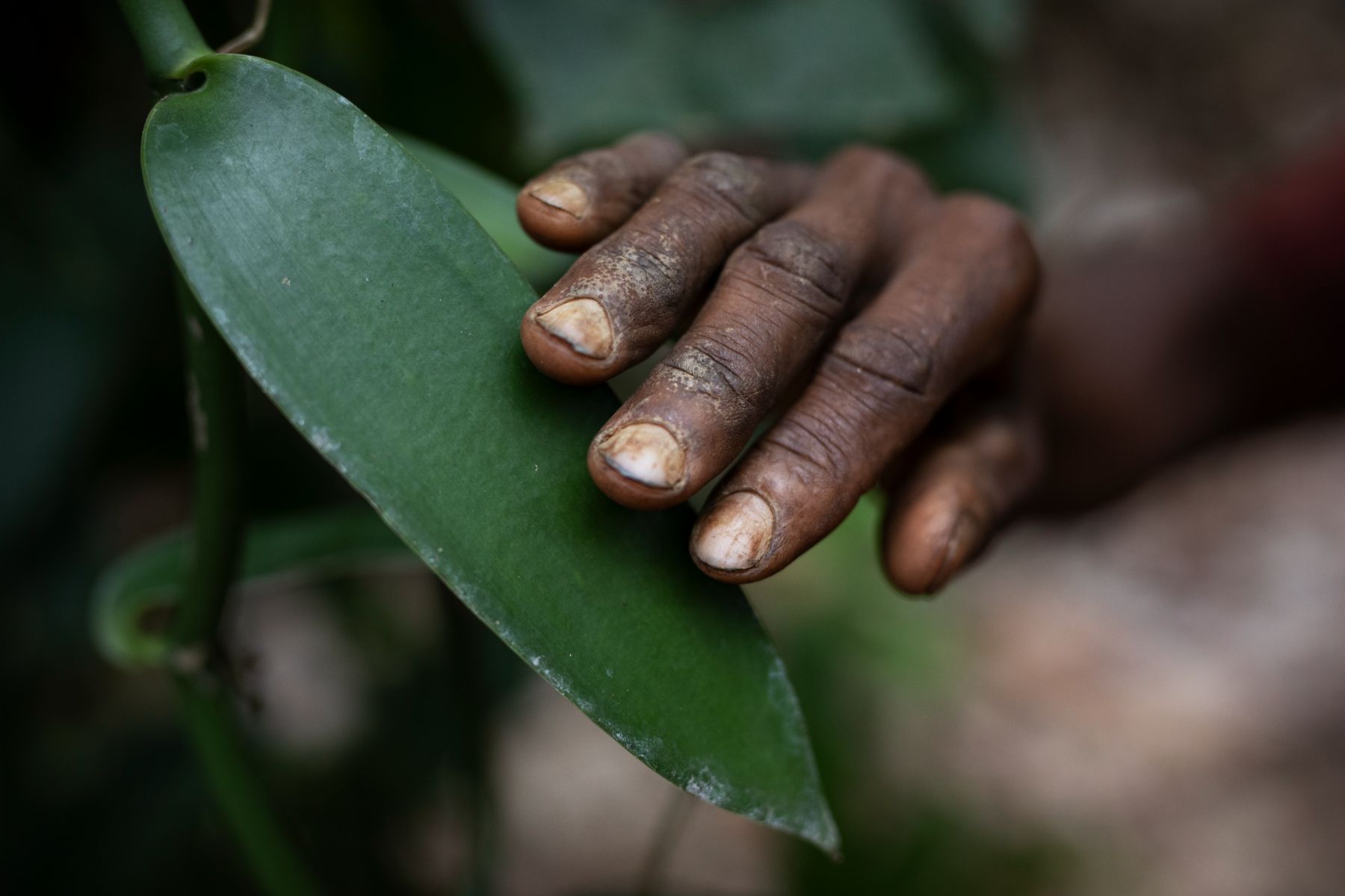 Towards Sustainable Vanilla — 5