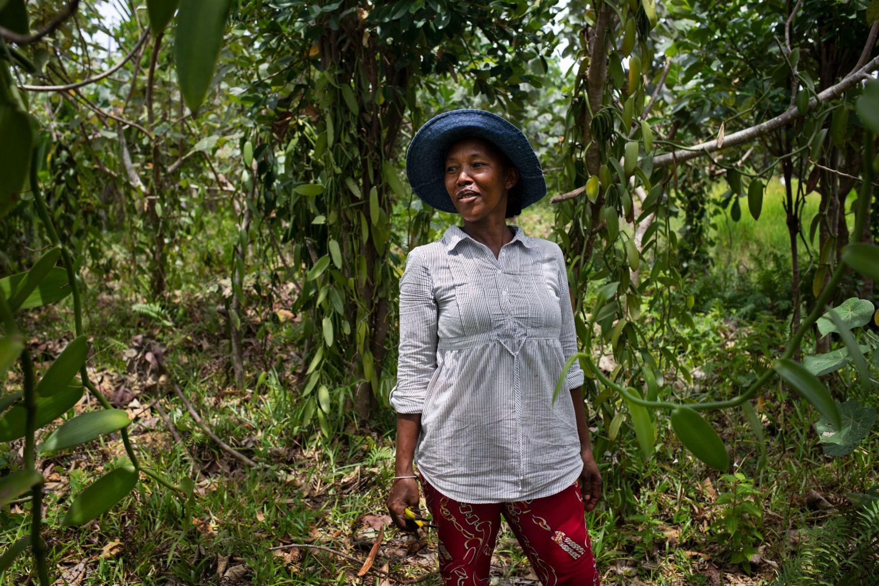 Towards Sustainable Vanilla — 8