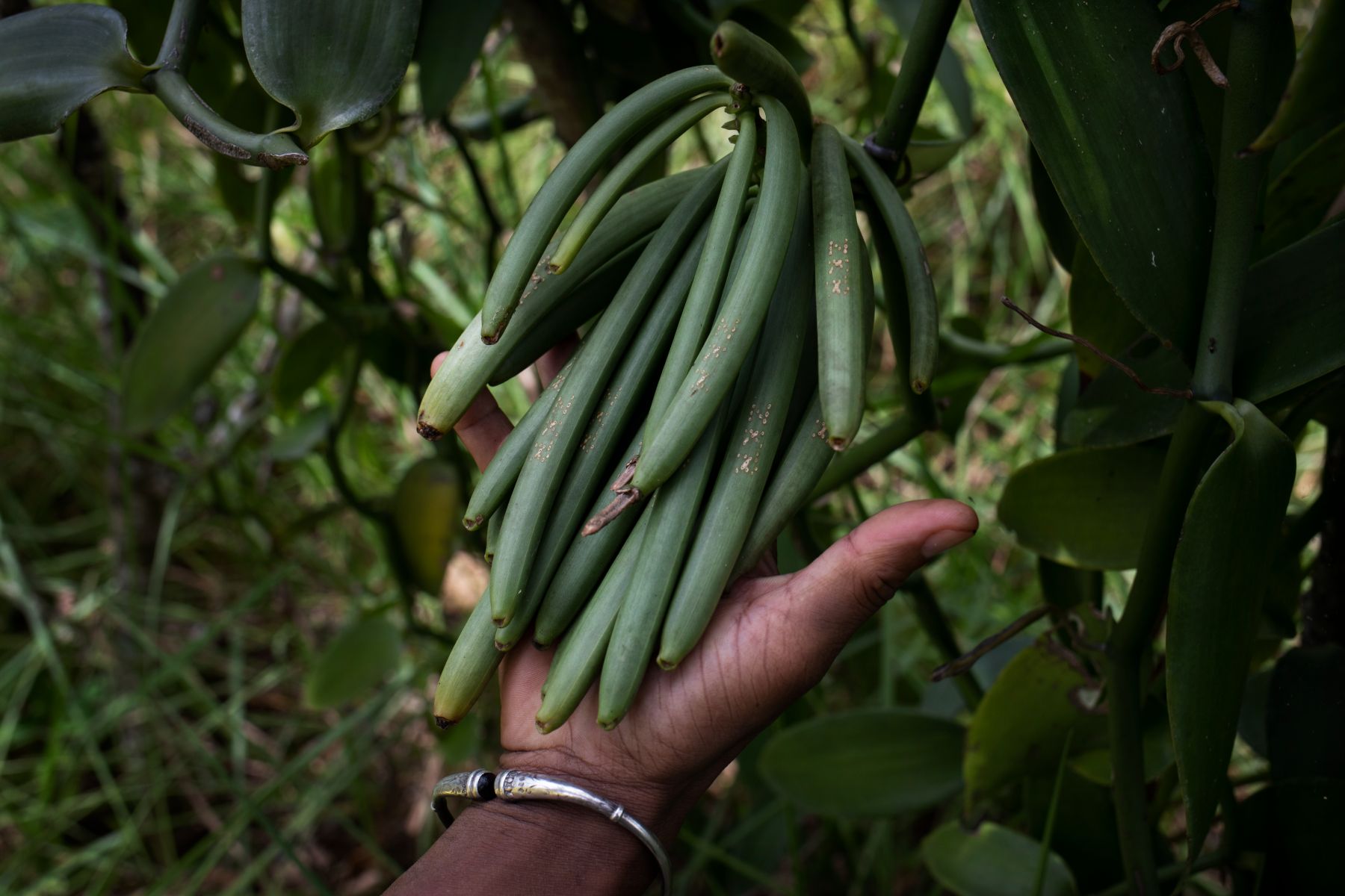 Towards Sustainable Vanilla — 9