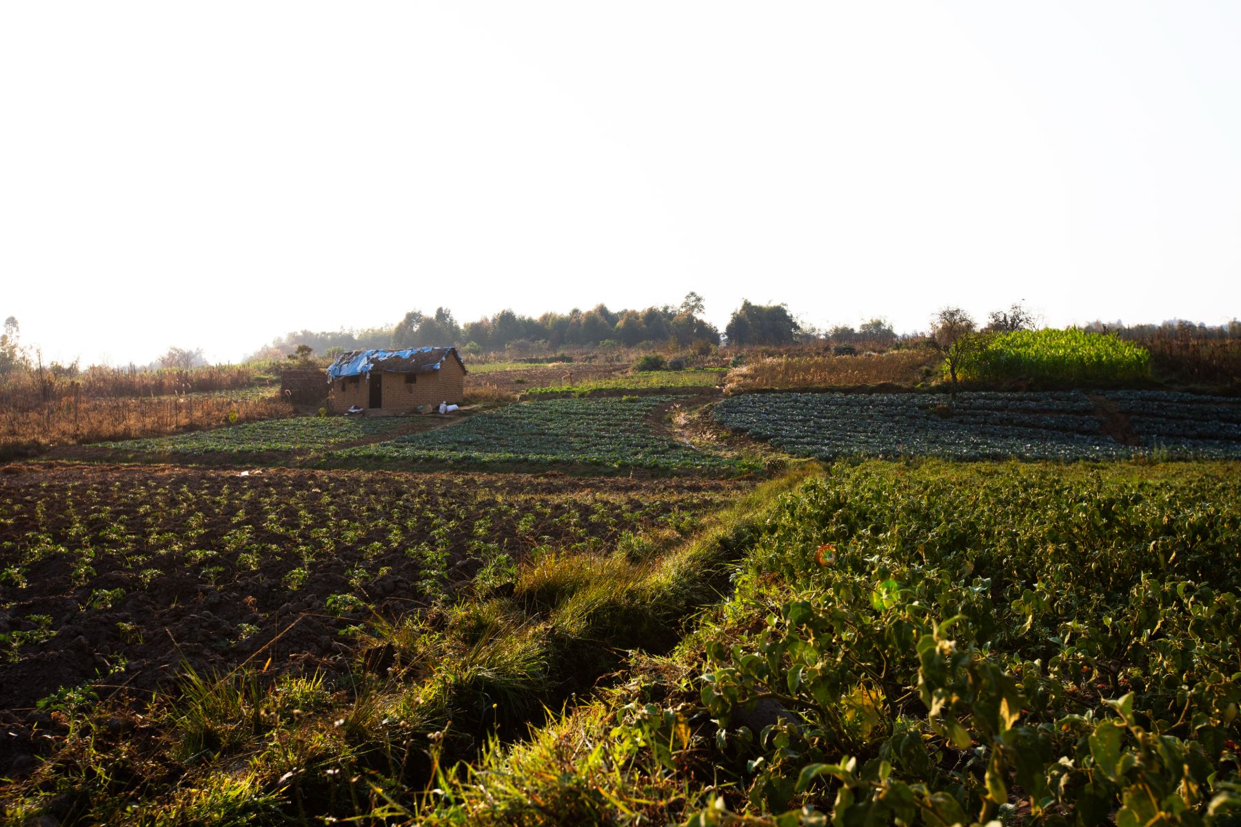 Agricultural Development in Tanzania — 5