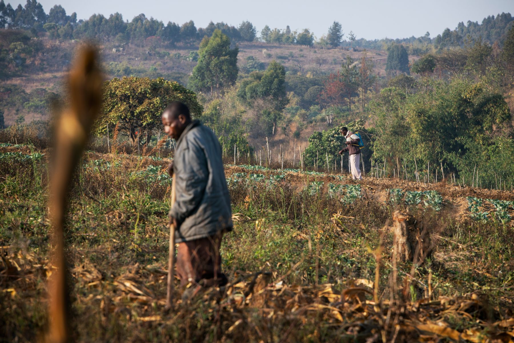 Agricultural Development in Tanzania — 6
