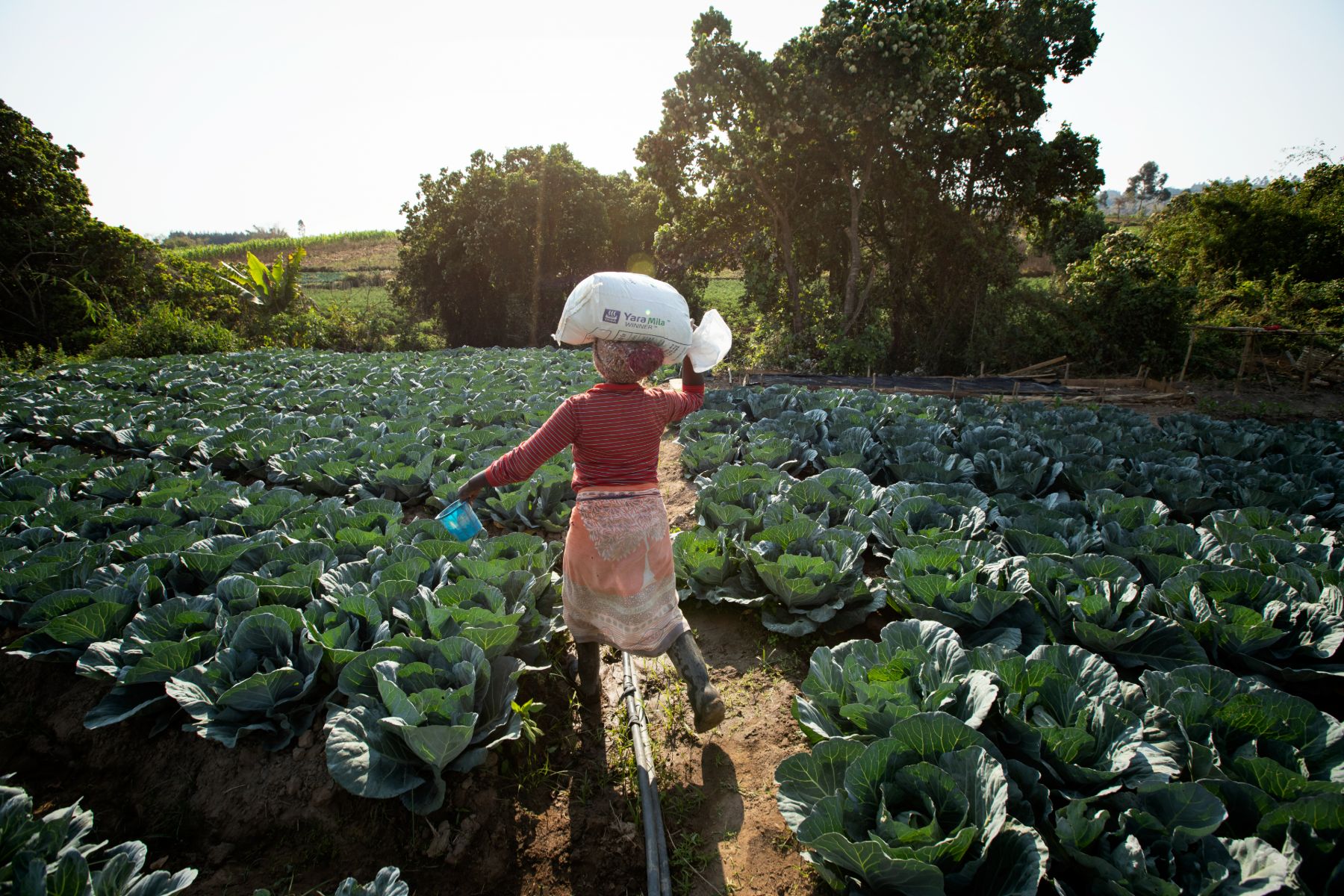 Agricultural Development in Tanzania — 8