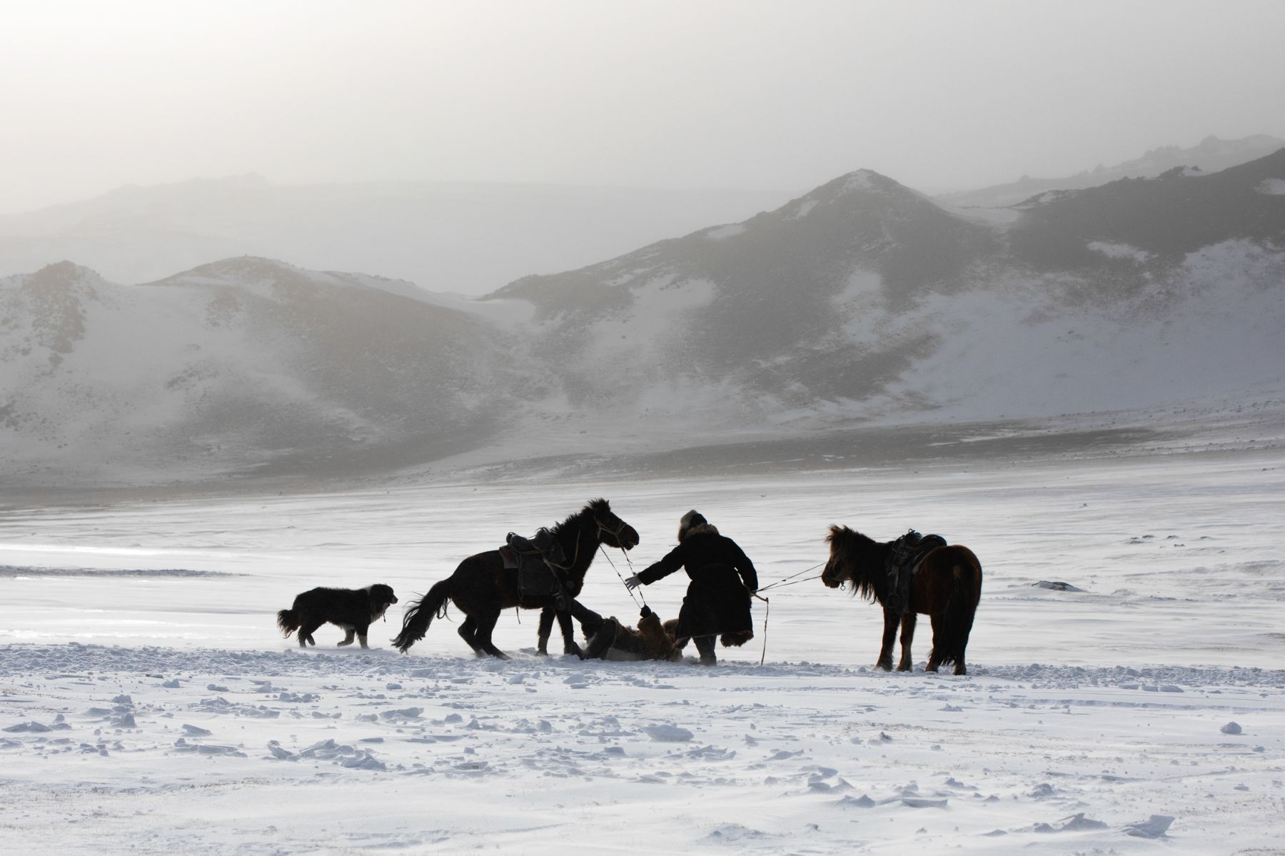 Winter Migration — 10
