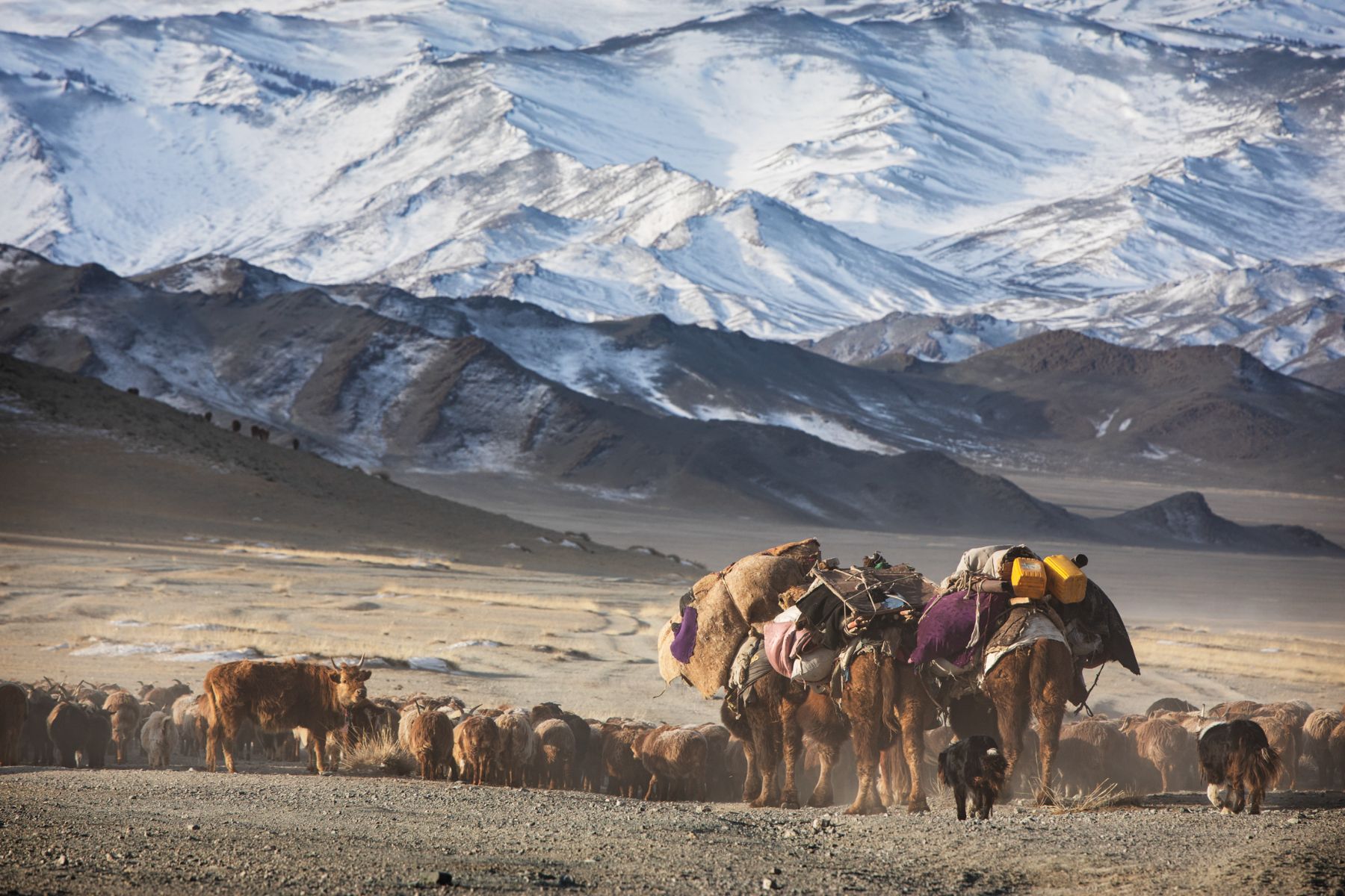 Winter Migration — 2