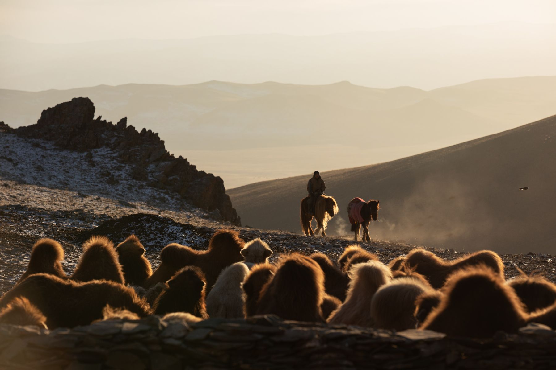 Winter Migration — 4