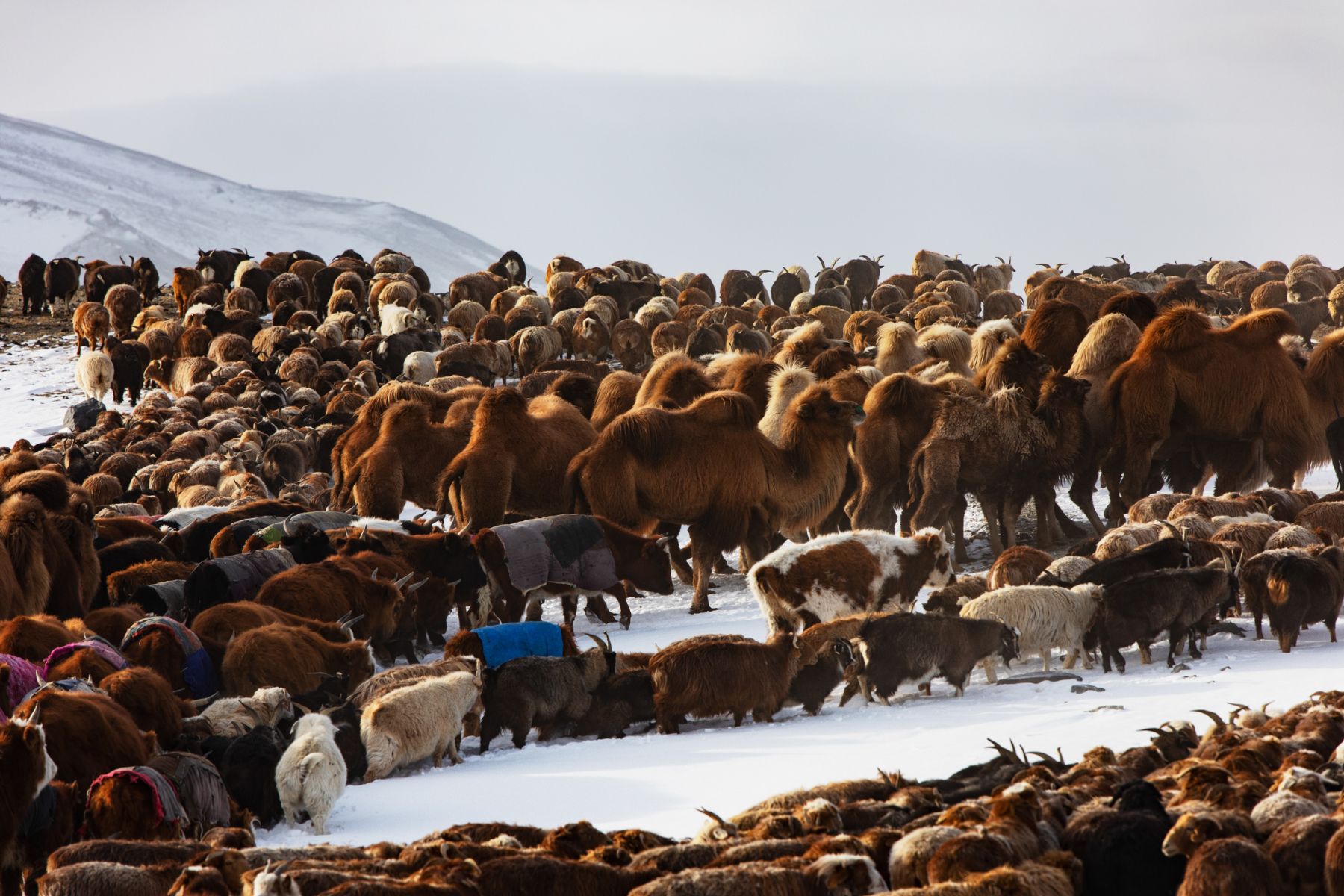 Winter Migration — 7