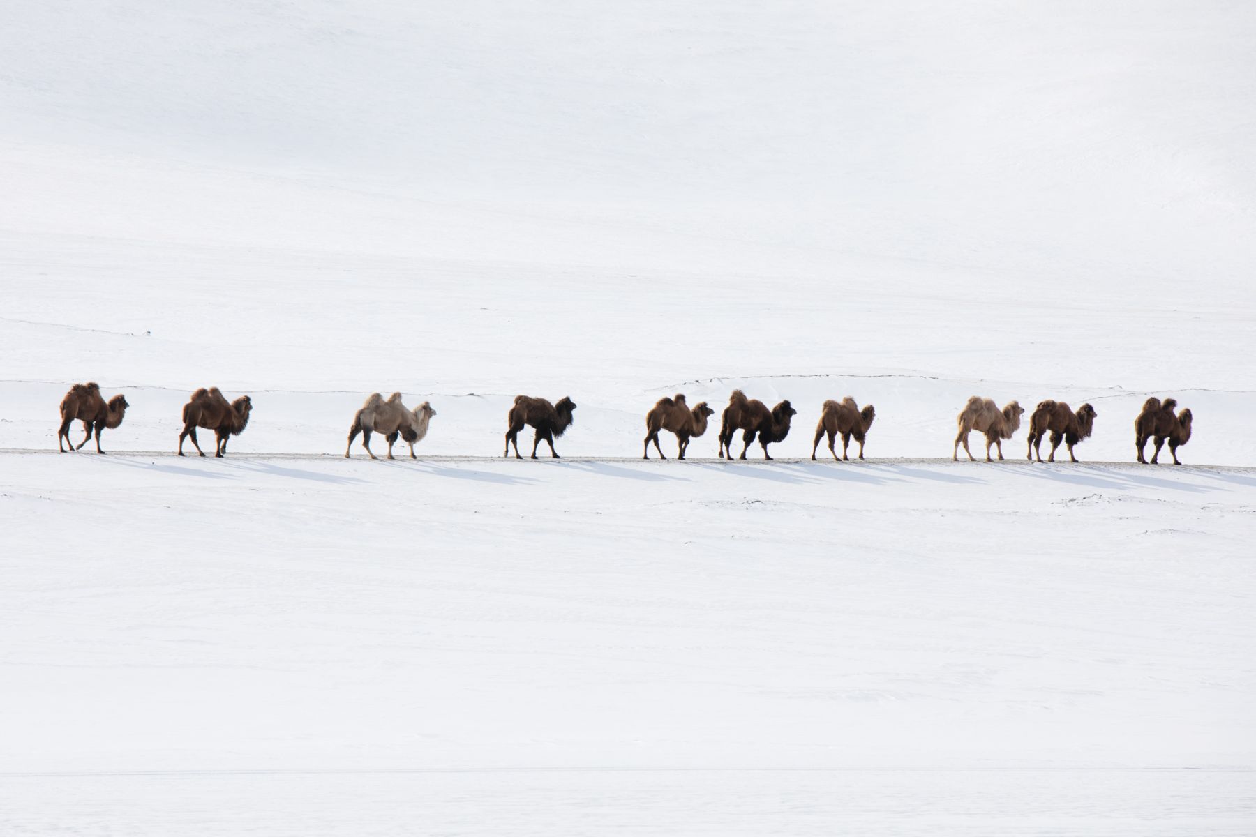 Winter Migration — 8