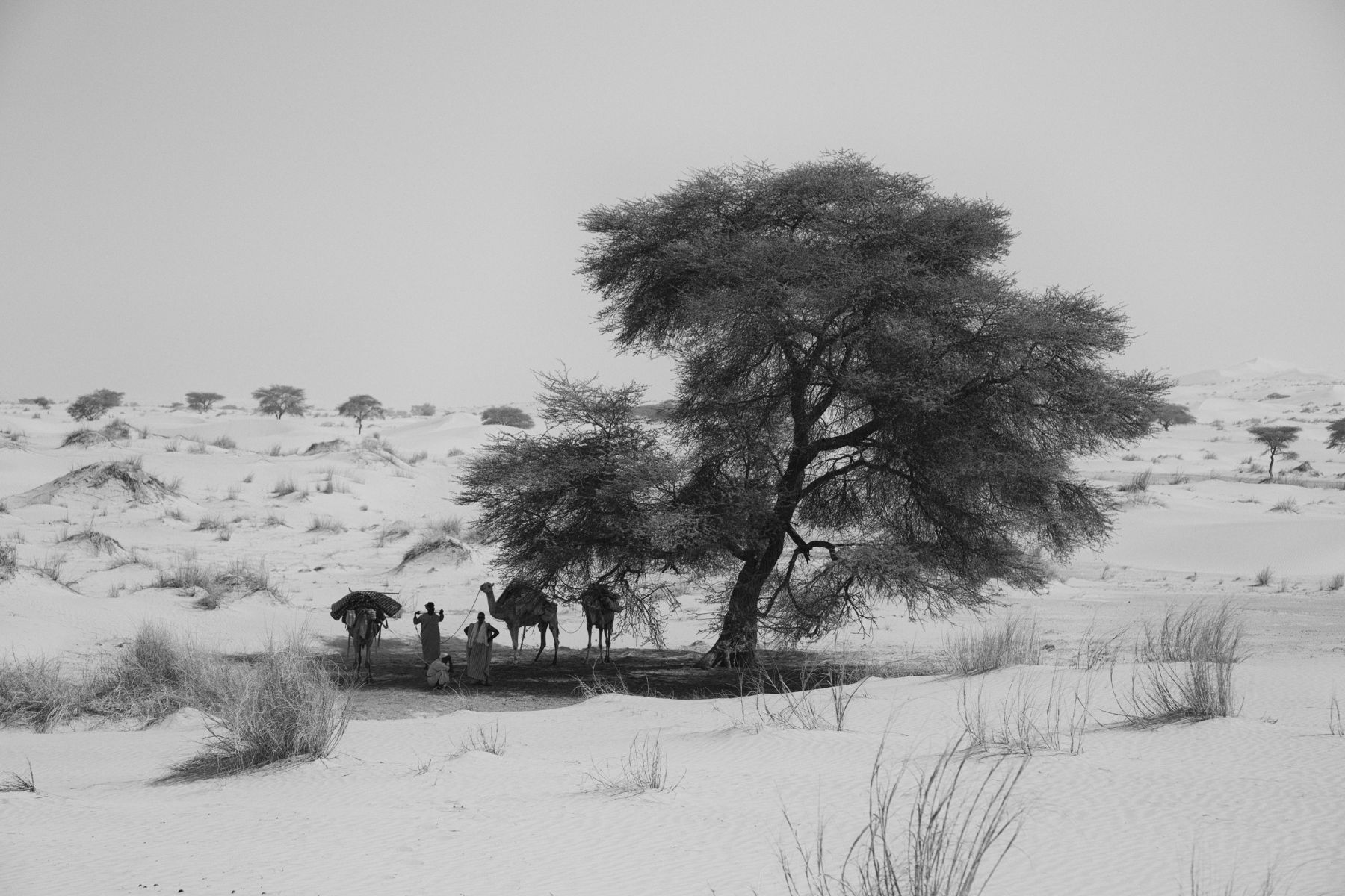 Desert Tales — 7